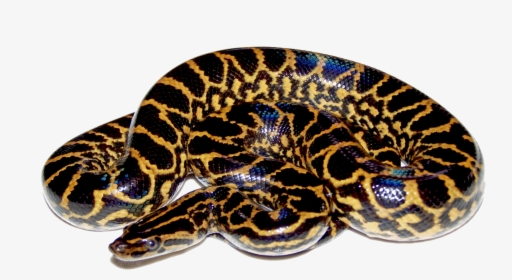 The Lord Of The Anaconda Snake Images - Anaconda Png, Transparent Png, Transparent PNG