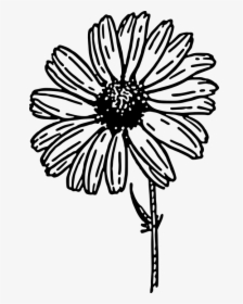 Daisy Black And White Clipart, HD Png Download, Transparent PNG