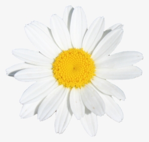 Flower Flowers White Yellow Daisy - Oxeye Daisy, HD Png Download, Transparent PNG