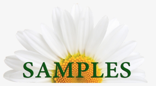 African Daisy, HD Png Download, Transparent PNG