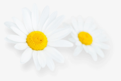Daisy Flower Images Hd, HD Png Download, Transparent PNG