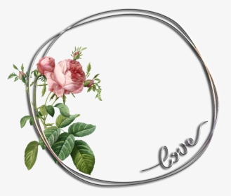 Rose Botanical Illustration, HD Png Download, Transparent PNG