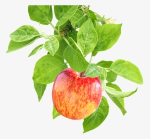 Apples On A Branch Png - Apple On Tree Png, Transparent Png, Transparent PNG