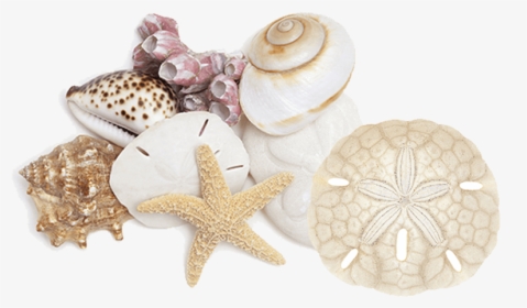 Seashell, Png Download - Shell, Transparent Png, Transparent PNG