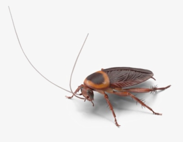 Roach Png Transparent Image - Cockroach, Png Download, Transparent PNG