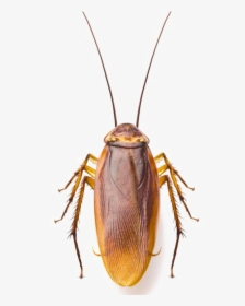 Roach Png Image - Cockroach Images Hd, Transparent Png, Transparent PNG