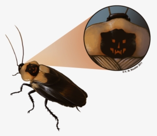 Roach Drawing Cute - Death's Head Cockroach, HD Png Download, Transparent PNG