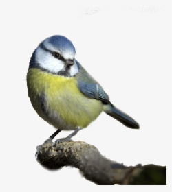 Bird Png - Blue Tit White Background, Transparent Png, Transparent PNG