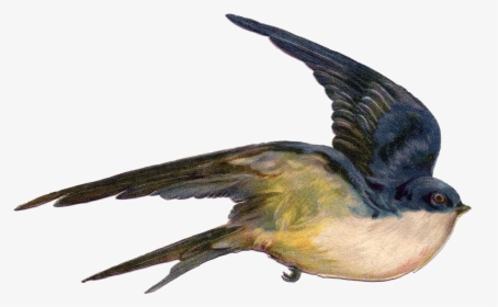Fairy Bird Png Photo - Vintage Flying Bird Illustration, Transparent Png, Transparent PNG
