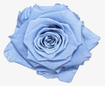 Single Rose Marble Box   Class Lazyload Lazyload Fade - Blue Rose, HD Png Download, Transparent PNG