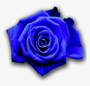 , Vw - Show Me Pictures Of Blue Flowers, HD Png Download, Transparent PNG