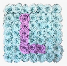 Garden Roses, HD Png Download, Transparent PNG