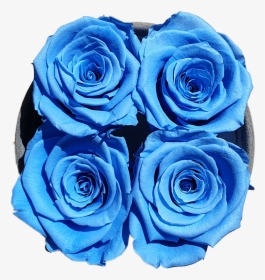 Four Blue Forever Roses   Class Lazyload Lazyload Fade - Floribunda, HD Png Download, Transparent PNG