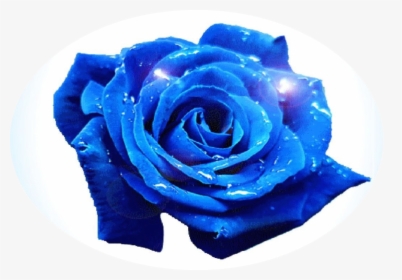 Blue Rose Png, Transparent Png, Transparent PNG