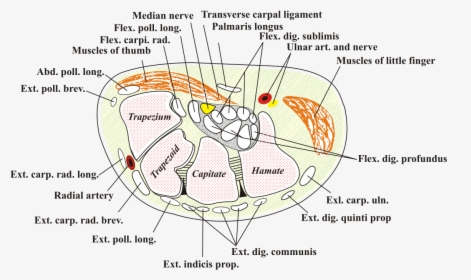 Carpal Tunnel Anatomy, HD Png Download, Transparent PNG