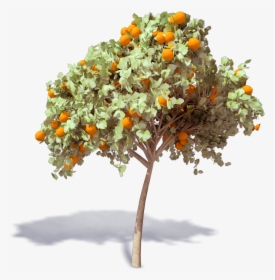 Orange Tree, S - Arbol De Naranja Png, Transparent Png, Transparent PNG
