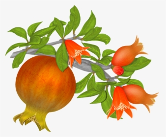 Pomegranate Tree Png - Pomegranate Flower Clipart Png, Transparent Png, Transparent PNG