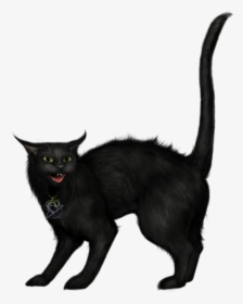 #ftestickers #halloween #cat #blackcat #creepy - Black Cat Witch Png, Transparent Png, Transparent PNG