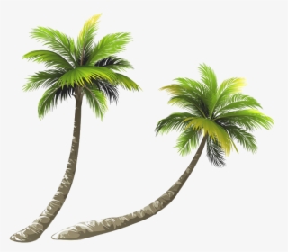 Coconut Tree Png Image Hd - Palm Tree Transparent Background, Png Download, Transparent PNG