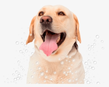 Conga´s Pet Grooming - Labrador Lengua, HD Png Download, Transparent PNG