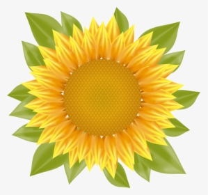 Sunflower Png Vector - Vector Sunflower Png, Transparent Png, Transparent PNG