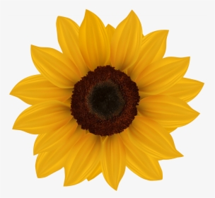 Sun Flower Clip Art Sunflower Png Clipart Image - Transparent Background Sunflower Clipart, Png Download, Transparent PNG