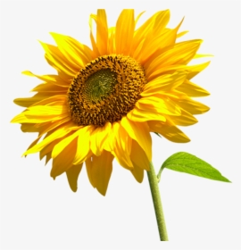Real Sunflower Transparent Background, HD Png Download, Transparent PNG