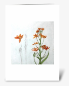 Orange Star Greeting Card - Orange Lily, HD Png Download, Transparent PNG