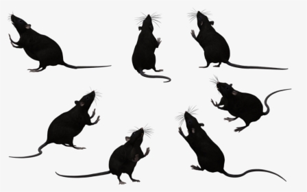 Transparent Rats Clipart - Rat Black And White, HD Png Download, Transparent PNG