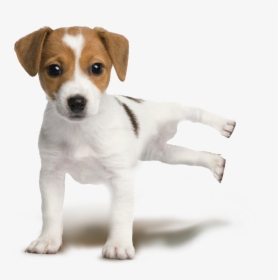 Jack Russell Terrier Parson Russell Terrier Rat Terrier - Jack Russell Terrier, HD Png Download, Transparent PNG