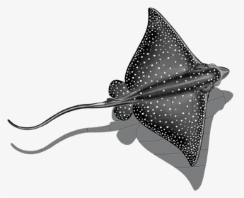 Porc Er48 Sh Spotted Eagle Ray Copy - Transparent Manta Ray Png, Png Download, Transparent PNG