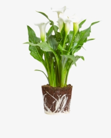 Arum Lily - Planta Zamioculca Png, Transparent Png, Transparent PNG