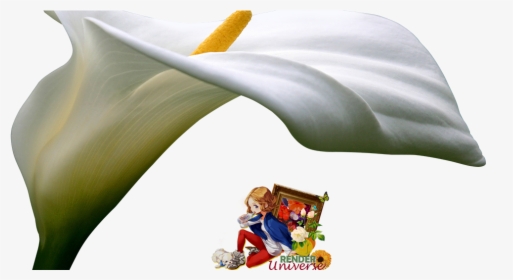 Giant White Arum Lily, HD Png Download, Transparent PNG
