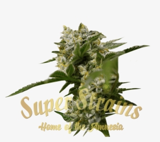 Ibiza Farmer Cannabis Seeds By Super Strains - Anatomy Of Cannabis, HD Png Download, Transparent PNG
