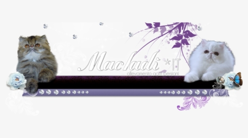 Macladì Himmies - Floral Design, HD Png Download, Transparent PNG