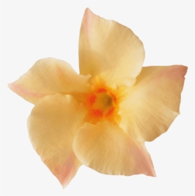 Sundaville® Apricot - Desert Rose, HD Png Download, Transparent PNG