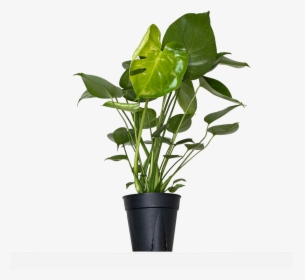 Flowerpot, HD Png Download, Transparent PNG