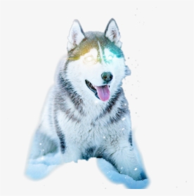 Husky Dog , Png Download - Husky Dog, Transparent Png, Transparent PNG