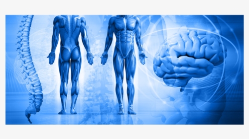 Mindmuscle, HD Png Download, Transparent PNG