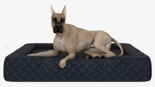 Giant Dog Breed, HD Png Download, Transparent PNG