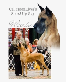 Ch Moonriver S Stand Up Guy - Great Dane, HD Png Download, Transparent PNG