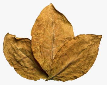 Transparent Tobacco Leaf Png, Png Download, Transparent PNG