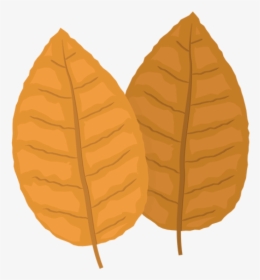 Tobacco Leaf Png, Transparent Png , Transparent Png Image - PNGitem