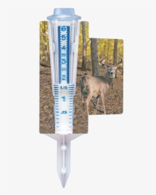 Whitetail Deer-photos - Roe Deer, HD Png Download, Transparent PNG