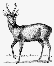 Elk,antelope,musk Deer - Roe Deer Clipart, HD Png Download, Transparent PNG
