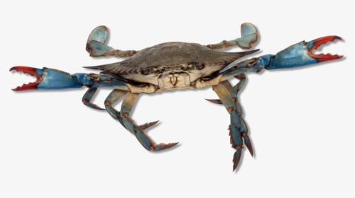 Blue Crab - Live Crabs, HD Png Download, Transparent PNG