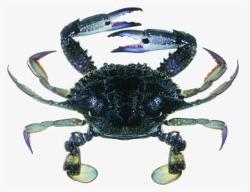 Blue Swimmer Crab, HD Png Download, Transparent PNG