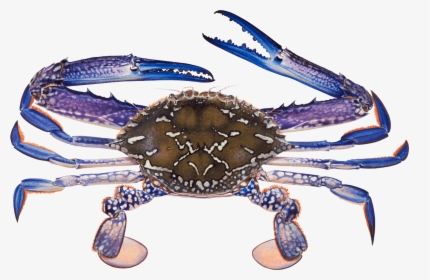 Blue Swimmer Crab , Png Download - Blue Swimming Crab Philippines, Transparent Png, Transparent PNG