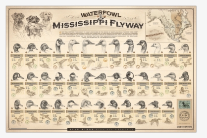 Ryan Kirby Waterfowl Mississippi Flyway Poster Duck - Waterfowl Of The Pacific Flyway, HD Png Download, Transparent PNG