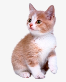 Cute Kitten Png Download - Cute Kitten Png, Transparent Png, Transparent PNG